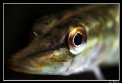 Juvenile pike fisk looking into my lense by Daniel Strub 